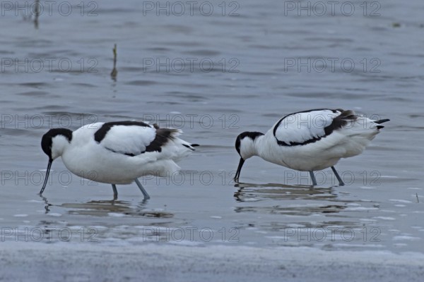Avocet two birds standing next to each other in water looking down left, Lake Neusiedl, Burgenland, Austria