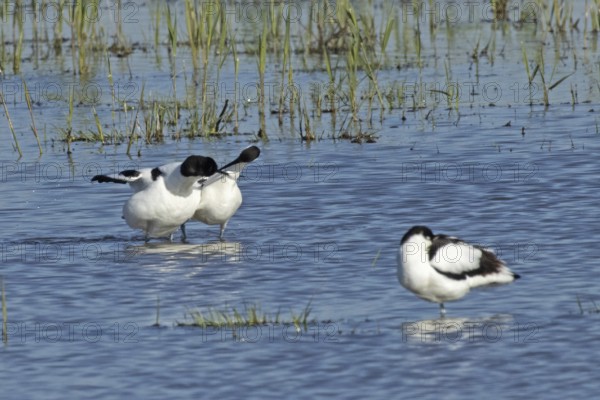 Avocet two birds mating standing in water and looking at each other, Lake Neusiedl, Burgenland, Austria