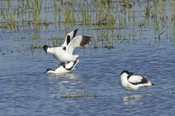 Avocet two birds mating in water standing on each other looking left, Lake Neusiedl, Burgenland, Austria