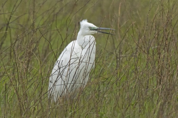 Little Egret with open beak standing in green meadow with brown stems looking right, Lake Neusiedl, Burgenland, Austria