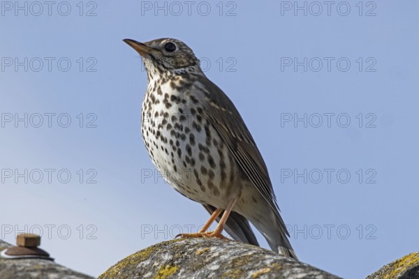 Song thrush standing on roof looking left in front of blue sky, Lake Neusiedl, Burgenland, Austria
