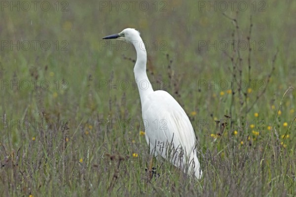 Little Egret standing in green meadow looking left, Lake Neusiedl, Burgenland, Austria