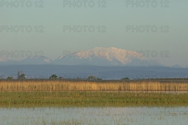 Snow covered mountain behind water surface with reeds in front of blue sky, Lake Neusiedl, Burgenland, Austria