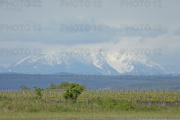 Snow covered mountain behind Weingarten in front of grey sky, Lake Neusiedl, Burgenland, Austria