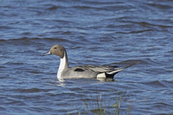 Pintail duck swimming in water looking left, Lake Neusiedl, Burgenland, Austria