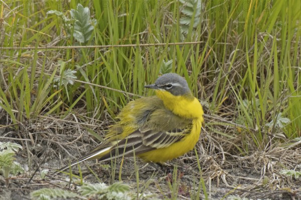Yellow wagtail standing on the ground looking back left in front of green grass, Lake Neusiedl, Burgenland, Austria