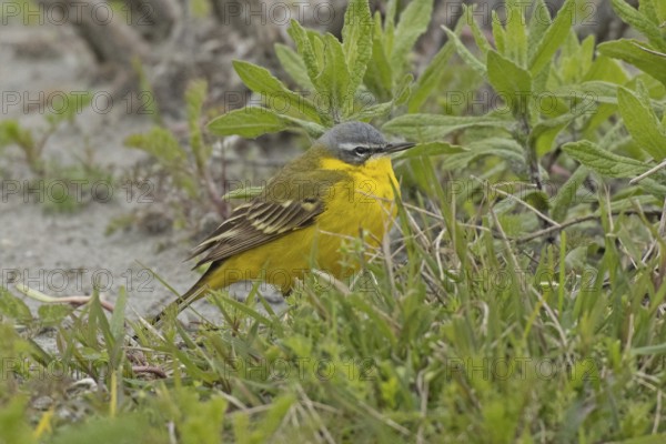 Yellow wagtail standing on ground looking right in front of green grass, Lake Neusiedl, Burgenland, Austria