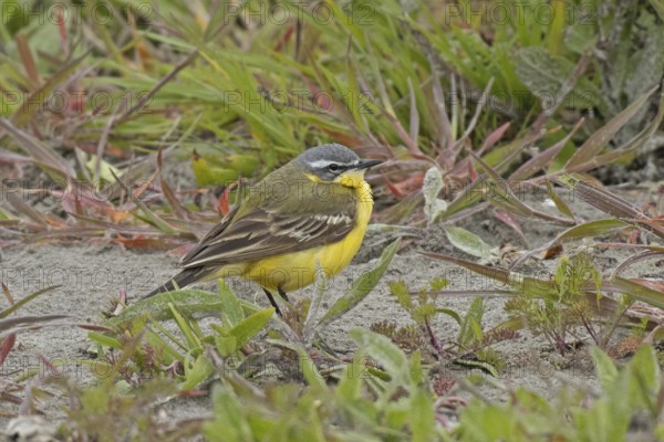 Yellow wagtail standing on ground looking right in front of green grass, Lake Neusiedl, Burgenland, Austria