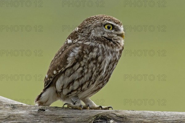 Little owl standing on tree trunk looking right, Lake Neusiedl, Burgenland, Austria