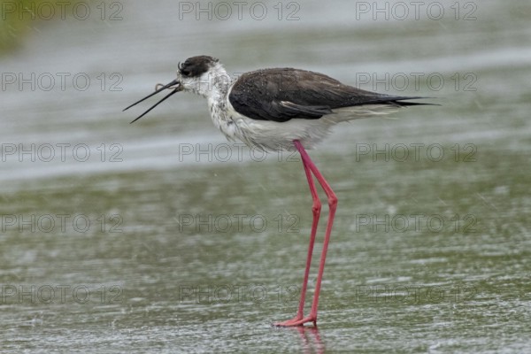 Common stilt with earthworm in open beak standing on rain-soaked road looking left, Lake Neusiedl, Burgenland, Austria