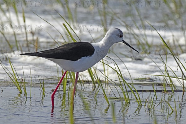 Common stilt standing in water with green plants looking right, Lake Neusiedl, Burgenland, Austria