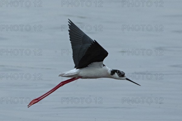 Common stilt with open wings flying over water looking right, Lake Neusiedl, Burgenland, Austria