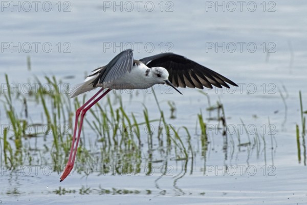 Common stilt with open wings flying over water with green plants looking right, Lake Neusiedl, Burgenland, Austria