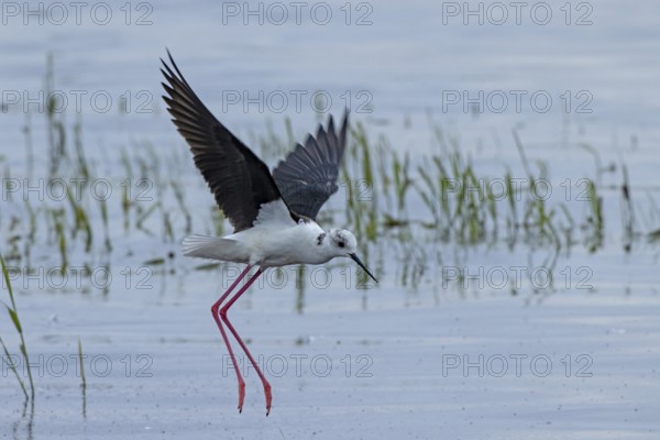 Common stilt with open wings flying over water looking right, Lake Neusiedl, Burgenland, Austria