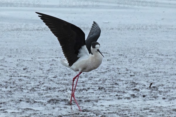 Common stilt with open wings standing in water looking right, Lake Neusiedl, Burgenland, Austria