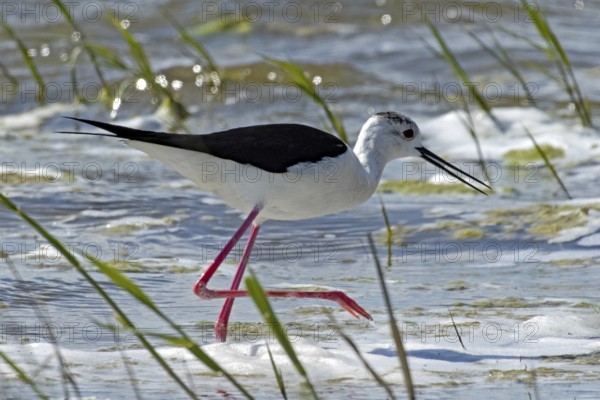Common stilt with open beak walking in water looking right, Lake Neusiedl, Burgenland, Austria