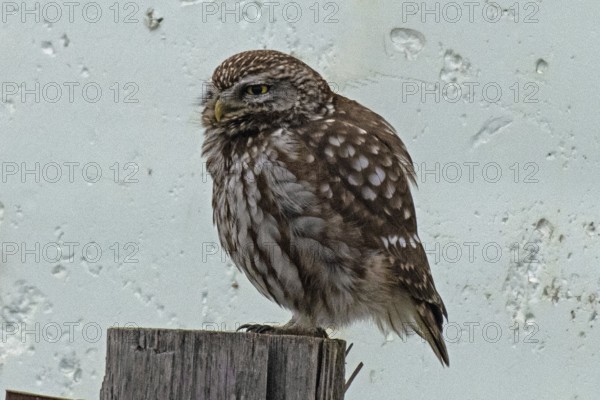 Little owl standing on a post in front of a white wall, looking left, Lake Neusiedl, Burgenland, Austria