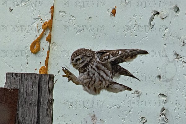 Little owl with open wings and outstretched feet flying to a post in front of a white wall, looking left, Lake Neusiedl, Burgenland, Austria