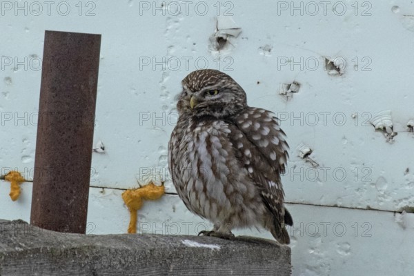 Little owl standing on a post in front of a white wall, looking left, Lake Neusiedl, Burgenland, Austria