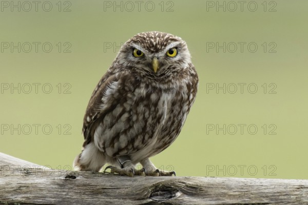 Little owl standing on a tree trunk looking from the front, Lake Neusiedl, Burgenland, Austria