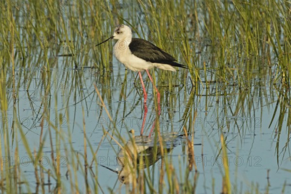Common stilt with reflection in water with green plants standing looking left, Lake Neusiedl, Burgenland, Austria
