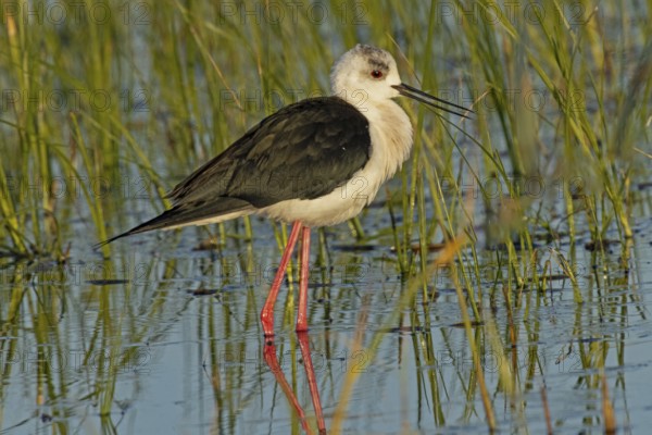 Common stilt with open beak standing in water with green plants looking right, Lake Neusiedl, Burgenland, Austria