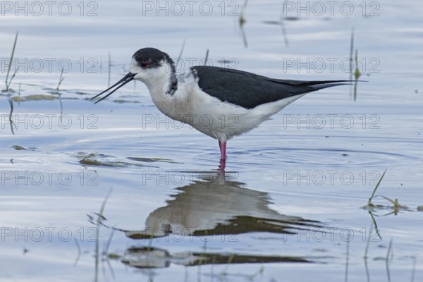 Common stilt with food in open beak and reflection standing in water looking left, Lake Neusiedl, Burgenland, Austria