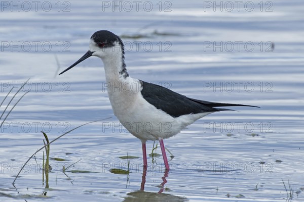 Common stilt standing in water looking left, Lake Neusiedl, Burgenland, Austria