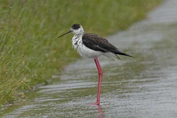 Common stilt walking on a rain-wet road standing on the left looking left, Lake Neusiedl, Burgenland, Austria