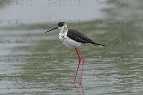Common stilt walking on a rain-wet road standing on the left looking left, Lake Neusiedl, Burgenland, Austria