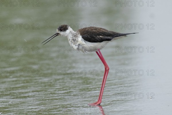 Common stilt with open beak standing on a rain-wet road looking left, Lake Neusiedl, Burgenland, Austria