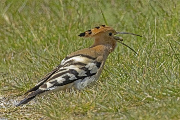 Hoopoe with food in open beak standing in green meadow looking right, Lake Neusiedl, Burgenland, Austria