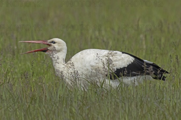 White stork with open beak standing in green meadow looking left, Lake Neusiedl, Burgenland, Austria