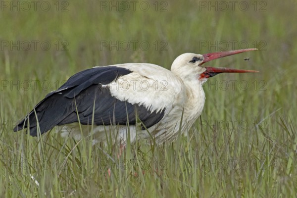 White stork with food in open beak standing in green meadow looking right, Lake Neusiedl, Burgenland, Austria