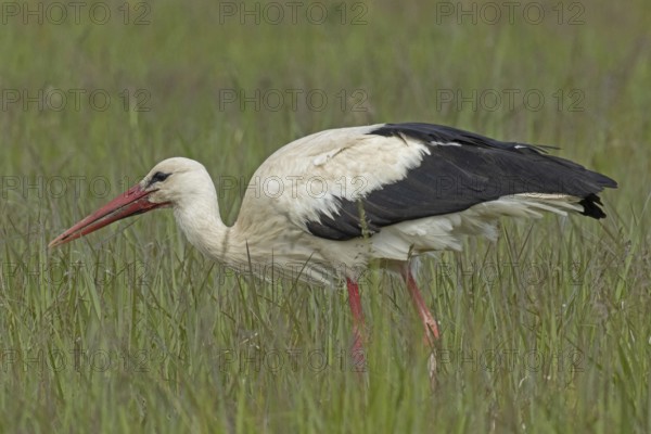 White stork standing in green meadow looking left, Lake Neusiedl, Burgenland, Austria
