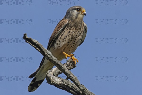 Kestrel male sitting on branch looking right in front of blue sky, Lake Neusiedl, Burgenland, Austria