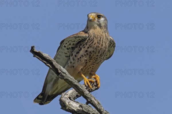 Male Common Kestrel sitting on branch looking from front left in front of blue sky, Lake Neusiedl, Burgenland, Austria