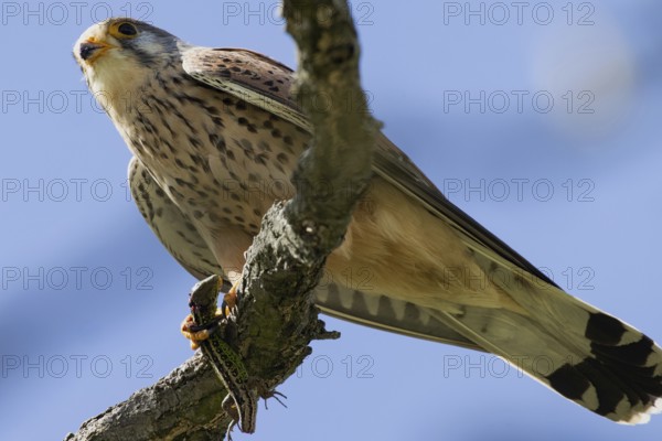 Kestrel male holding sand lizard in catch sitting on branch looking left in front of blue sky, Lake Neusiedl, Burgenland, Austria
