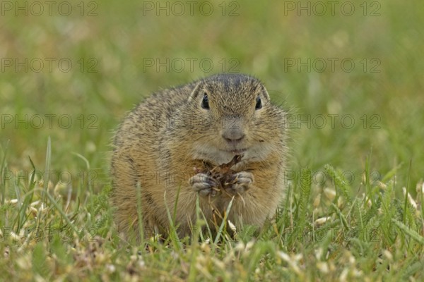 Squirrel holding grass in hands standing in green meadow looking from the front, Lake Neusiedl, Burgenland, Austria