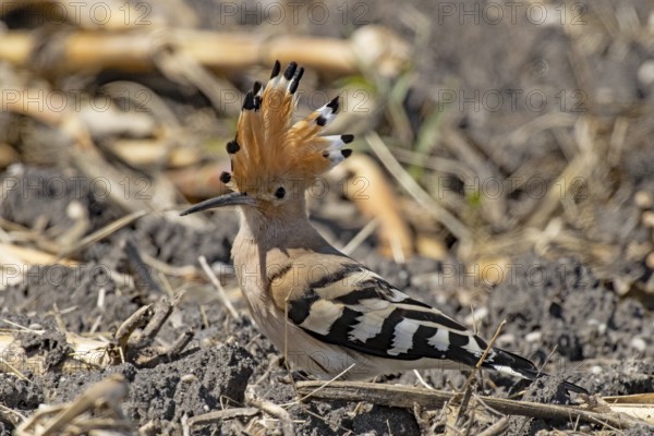 Hoopoe with feathered cap standing in field looking left, Lake Neusiedl, Burgenland, Austria