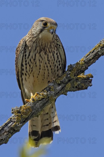 Male Common Kestrel sitting on a branch looking from the front in front of a blue sky, Lake Neusiedl, Burgenland, Austria