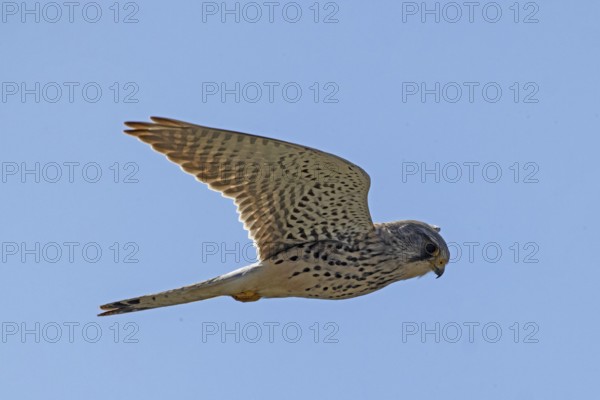 Kestrel male with open wings flying right looking in front of blue sky, Lake Neusiedl, Burgenland, Austria