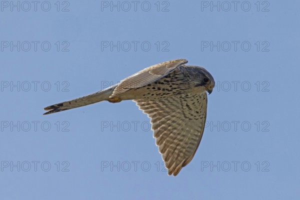 Kestrel male with open wings flying right looking in front of blue sky, Lake Neusiedl, Burgenland, Austria