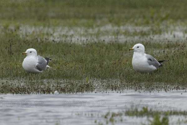 Mew Gull two birds standing next to each other in marshy meadow looking left, Lake Neusiedl, Burgenland, Austria