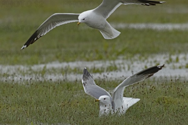 Mew Gull two birds with open wings sitting in marshy meadow and flying on the left, Lake Neusiedl, Burgenland, Austria