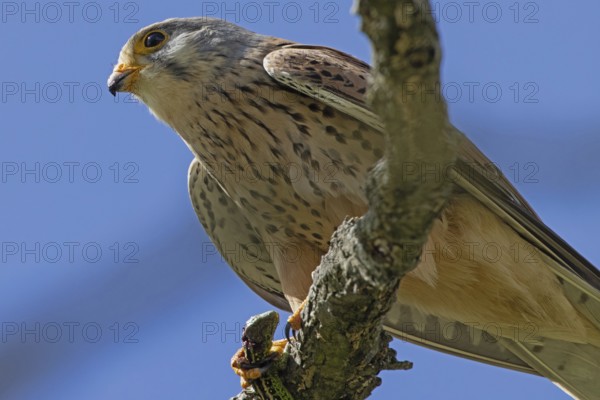 Kestrel male holding sand lizard in catch sitting on branch looking left in front of blue sky, Lake Neusiedl, Burgenland, Austria