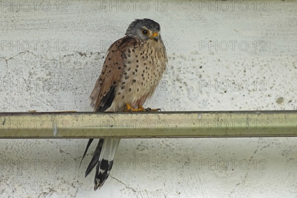 Male Common Kestrel sitting on metal pole looking right in front of white wall, Lake Neusiedl, Burgenland, Austria