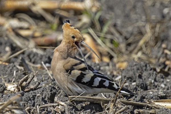 Hoopoe with open beak standing in field looking back to the right, Lake Neusiedl, Burgenland, Austria