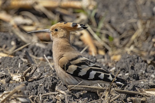 Hoopoe standing in field looking left, Lake Neusiedl, Burgenland, Austria