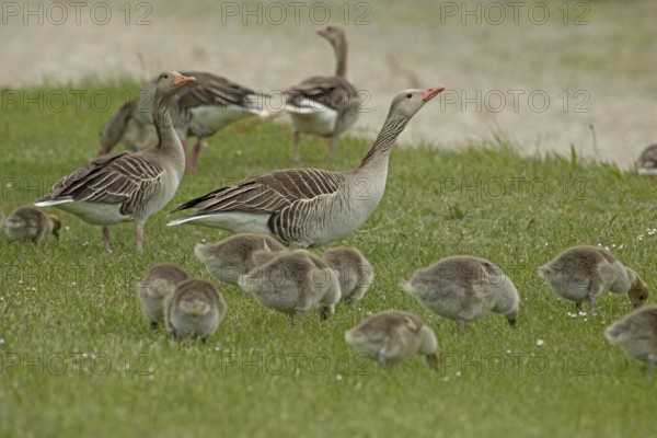 Greylag goose adults with young birds standing in a green meadow and feeding, Lake Neusiedl, Burgenland, Austria
